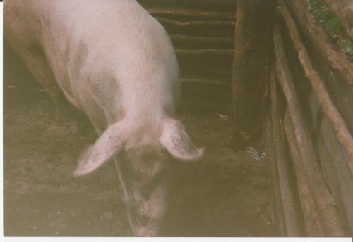 BrownsTown_Fowleys_pigs